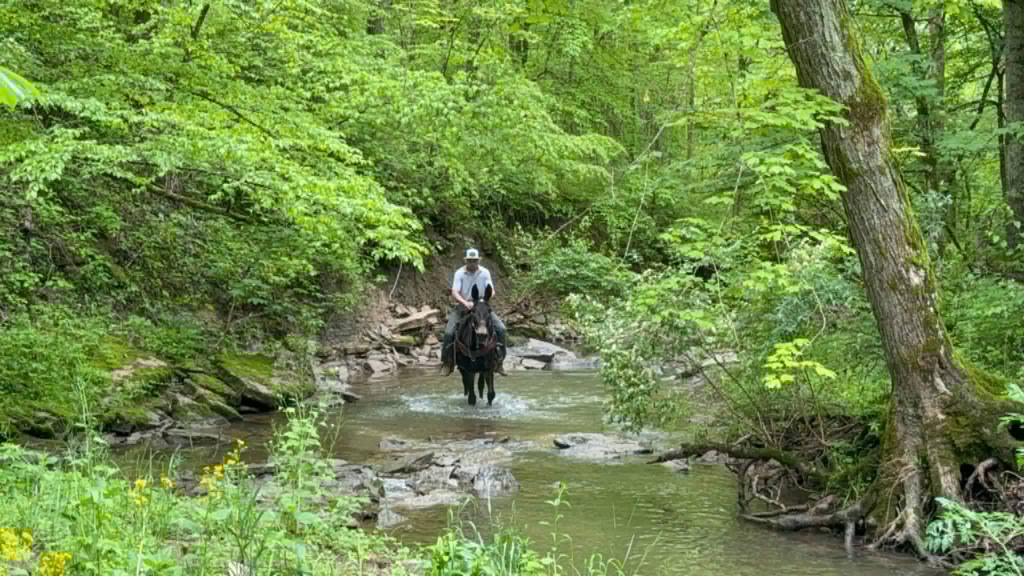 garth-platinum-equine-auction