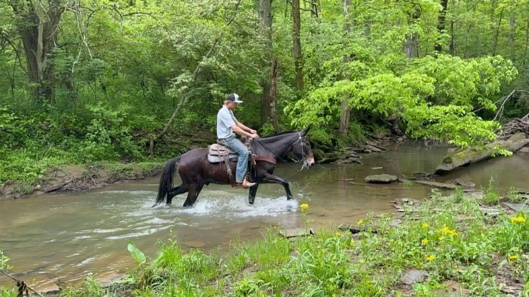 garth-platinum-equine-auction