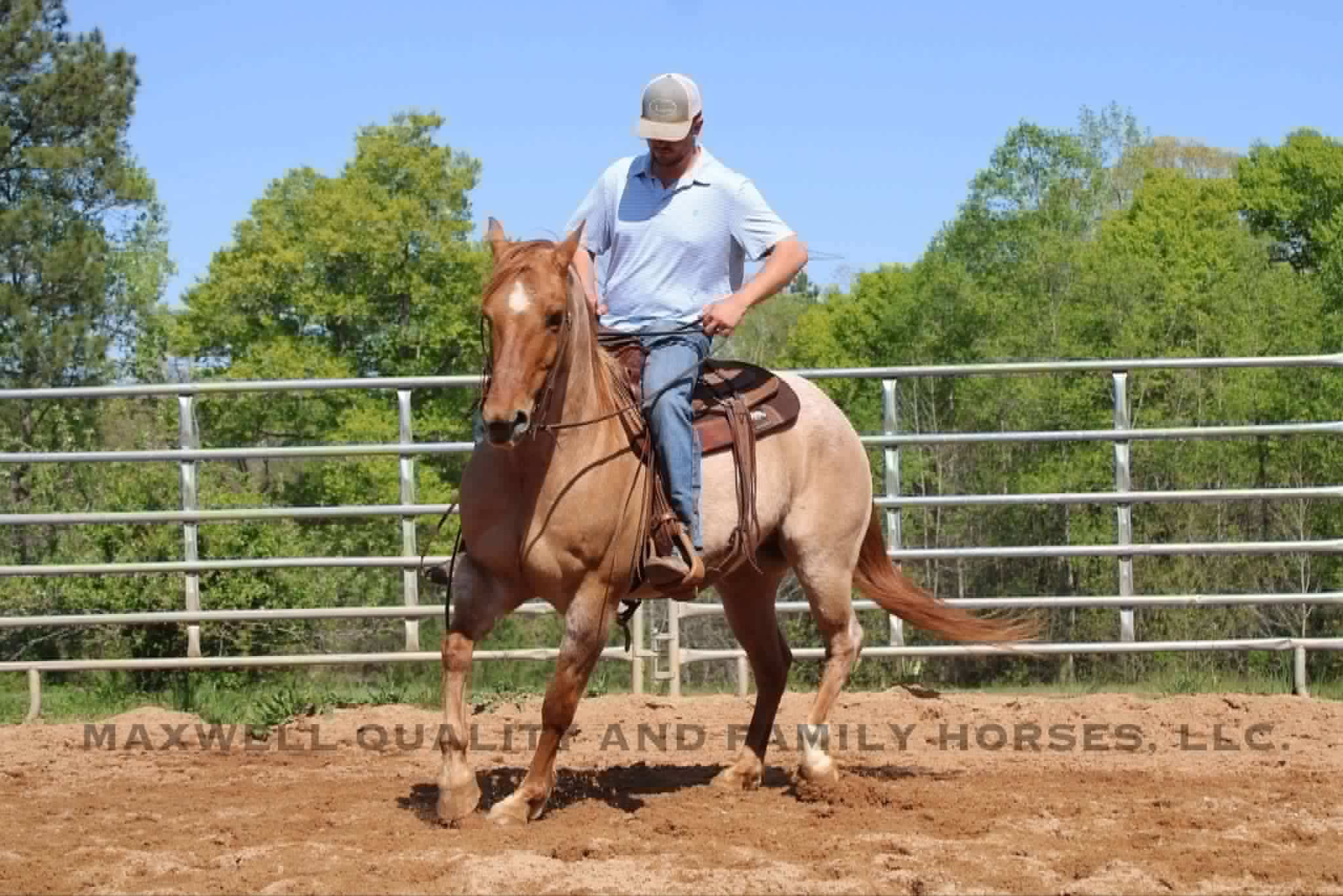 Rivet - Platinum Equine Auction