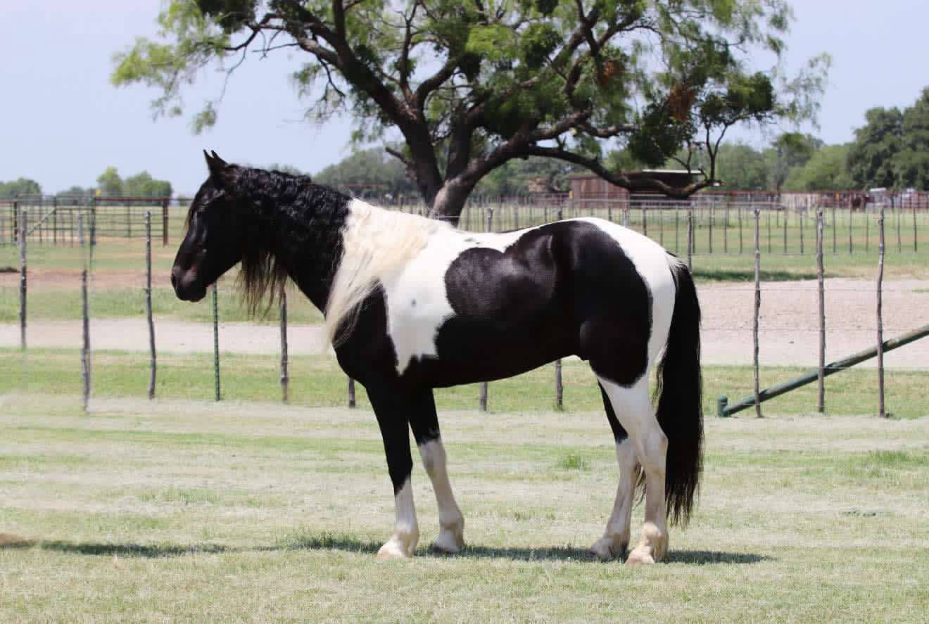 Dice - Platinum Equine Auction