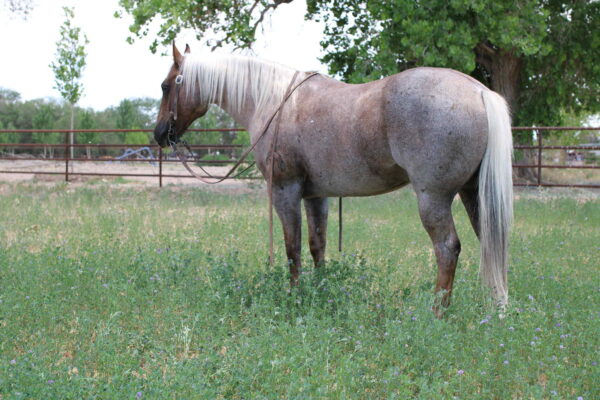 Canelo - Image 3