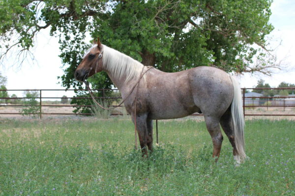 Canelo - Image 4
