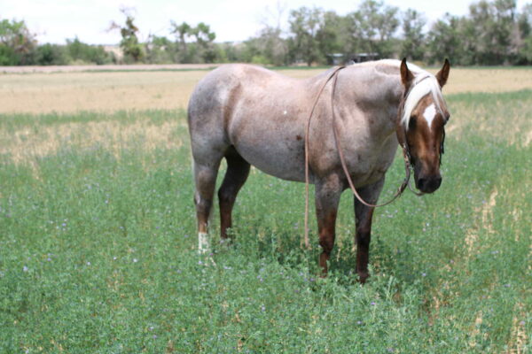 Canelo - Image 5