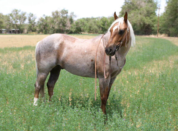 Canelo - Image 6