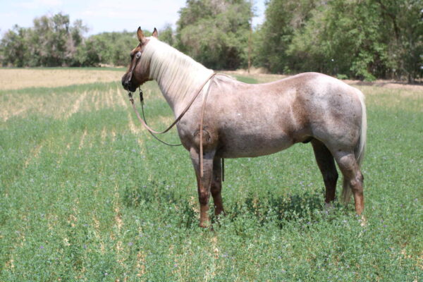 Canelo - Image 7