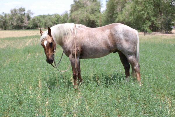 Canelo - Image 8