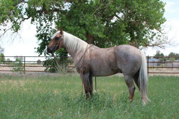 Canelo - Image 9