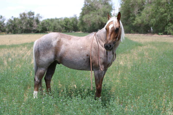 Canelo - Image 10