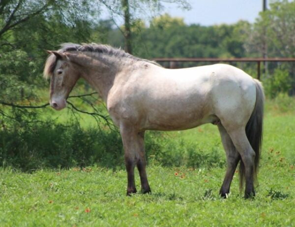 Neo Pegasus - Image 3
