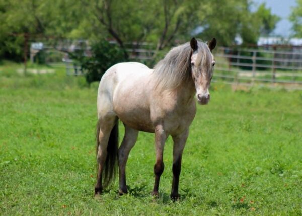 Neo Pegasus - Image 6