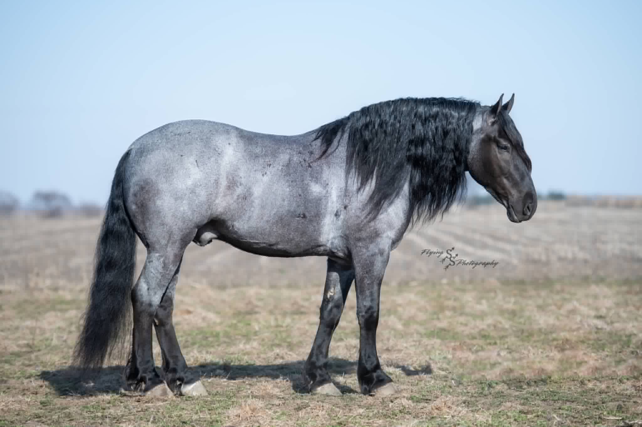 Blue Roan Special Or Combo Base Lioden Blue Roan Special Or Combo Base Lioden
