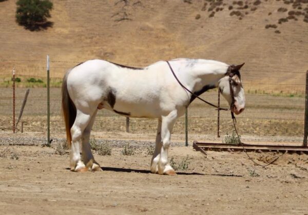 Finnigan - Image 3