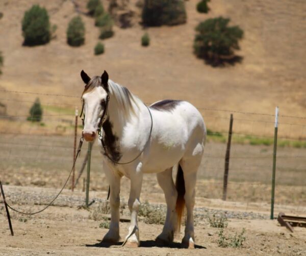 Finnigan - Image 4