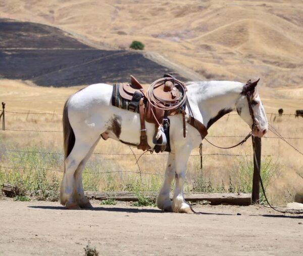 Finnigan - Image 6
