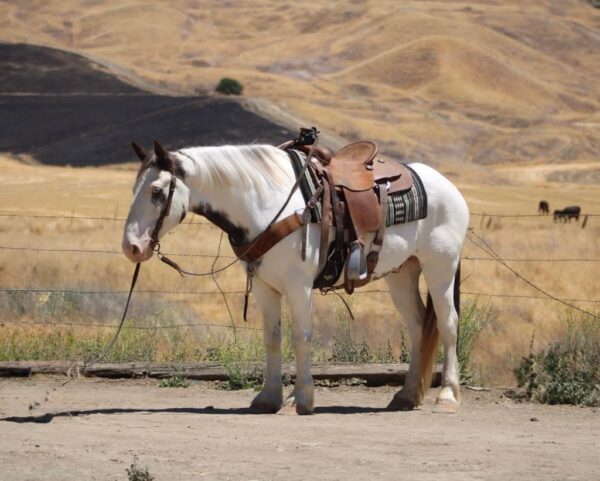 Finnigan - Image 8