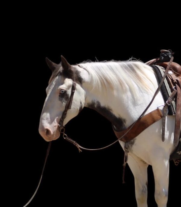 Finnigan - Image 13