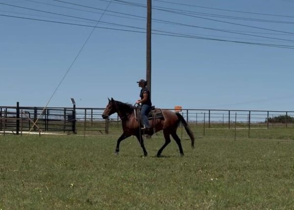 Moxie - Image 15
