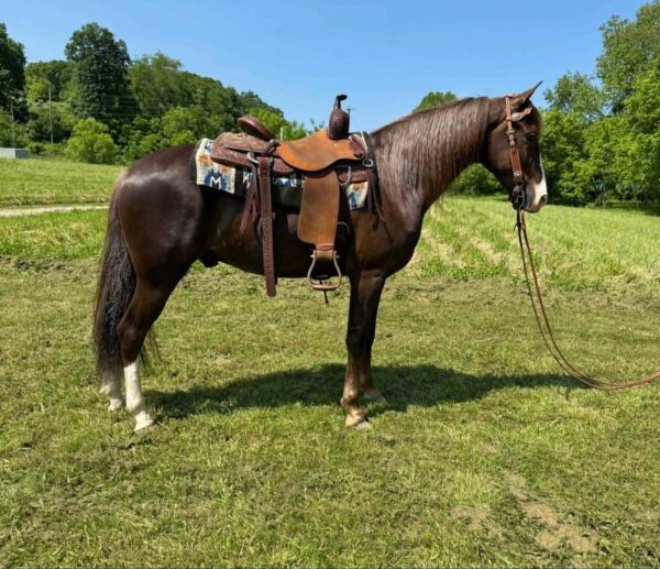 Johnny Ringo