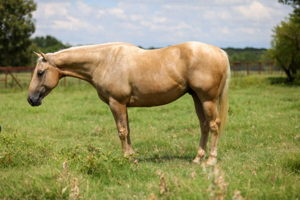 Shiner - Image 3