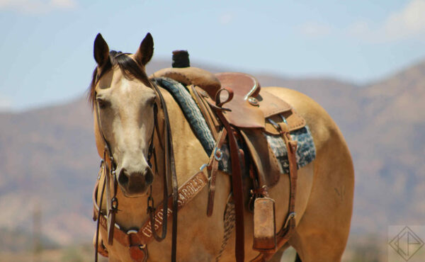 A Zips Snazzy Romance - Image 3