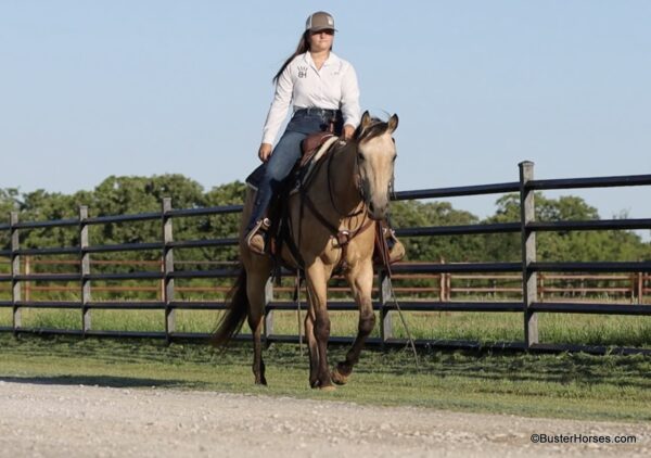 CR Toadally Sugar- Verity - Image 10
