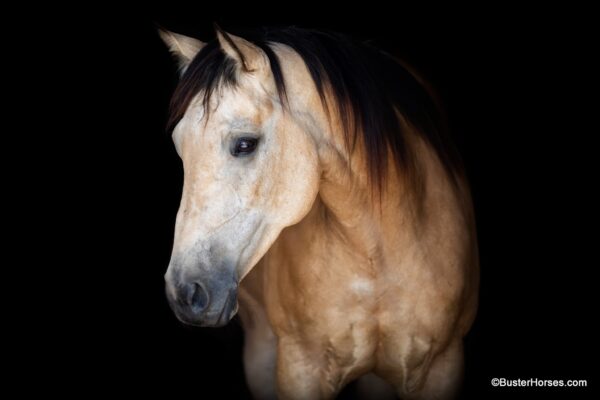 CR Toadally Sugar- Verity - Image 13