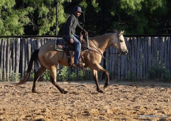 CR Toadally Sugar- Verity - Image 14