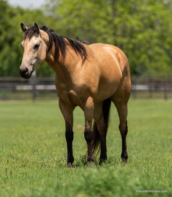 CR Toadally Sugar- Verity - Image 17