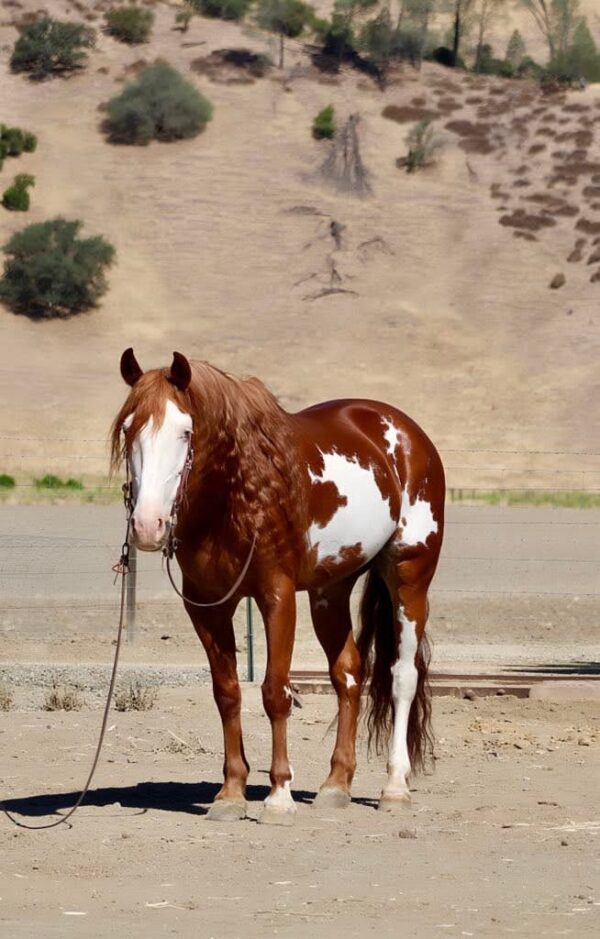 Axl Rose - Image 8