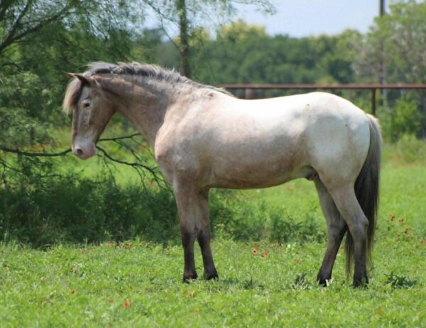 Neo Pegasus - Image 2