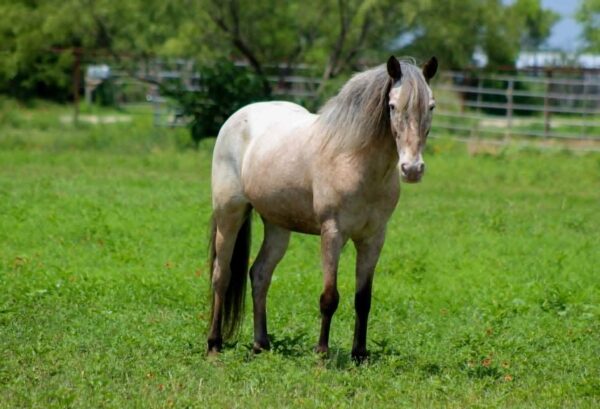 Neo Pegasus - Image 12