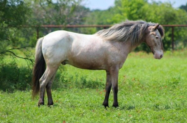 Neo Pegasus - Image 14