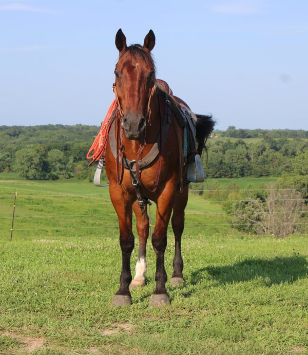 Roscoe - Image 6