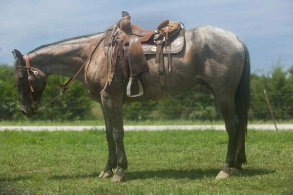 Va Mojo Blue Tally - Image 5