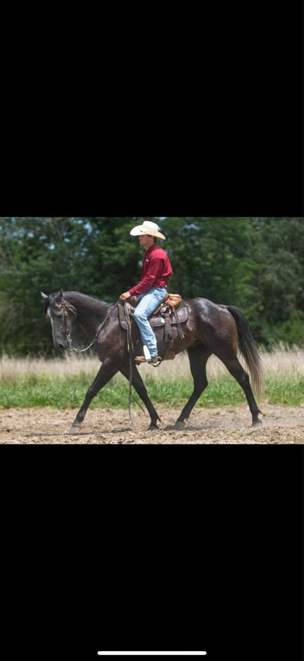 Eddie - Image 16