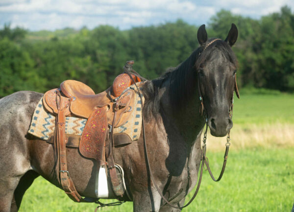 Va Mojo Blue Tally - Image 12