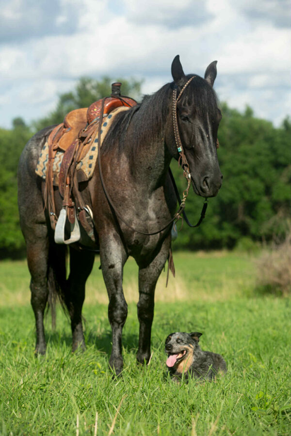Va Mojo Blue Tally - Image 13