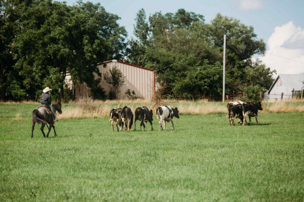 Va Mojo Blue Tally - Image 15