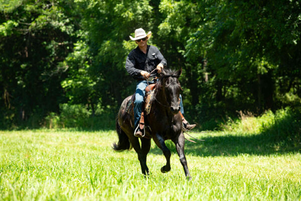 Va Mojo Blue Tally - Image 16