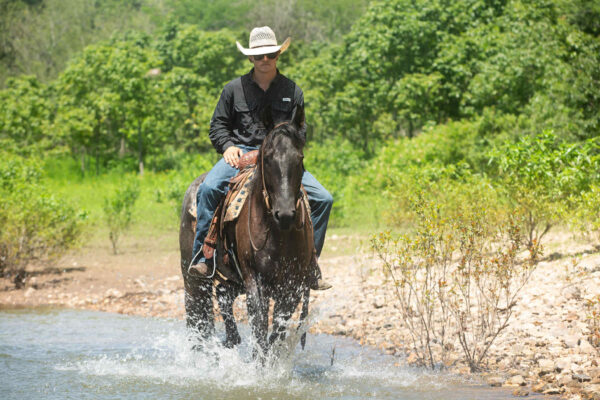 Va Mojo Blue Tally - Image 17