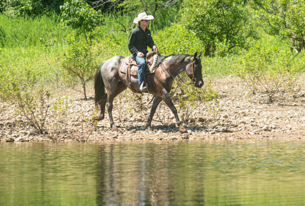 Va Mojo Blue Tally - Image 18
