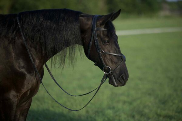 Toby - Image 11