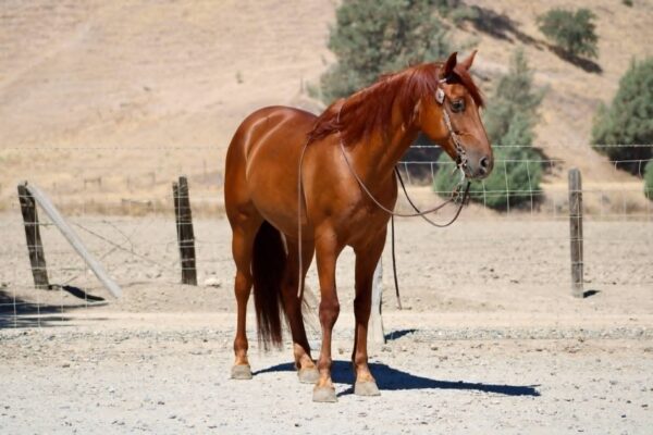 Arnie - Image 4