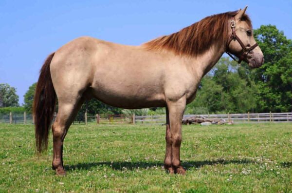 Tony the Pony - Image 2