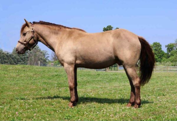 Tony the Pony - Image 3