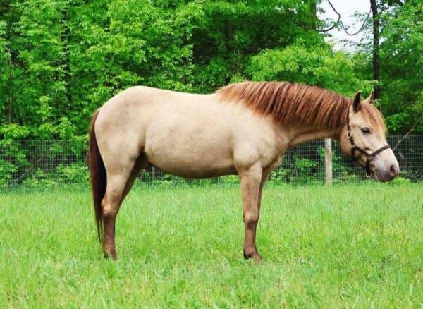 Tony the Pony - Image 4