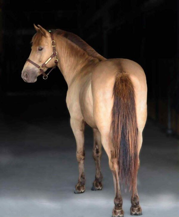 Tony the Pony - Image 6