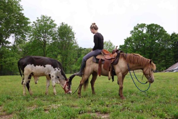 Tony the Pony - Image 8