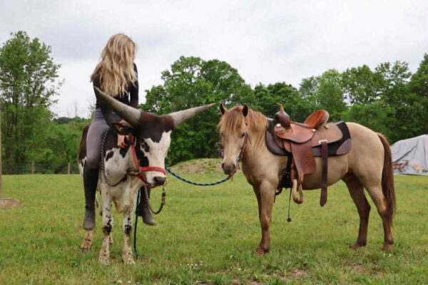 Tony the Pony - Image 9