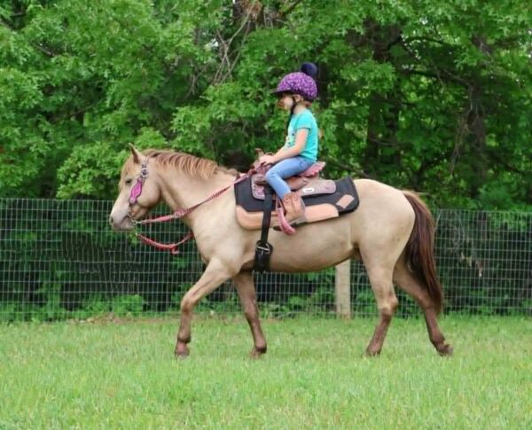 Tony the Pony - Image 10
